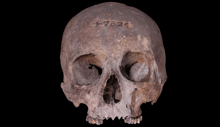 Cranium found in Finsbury Circus