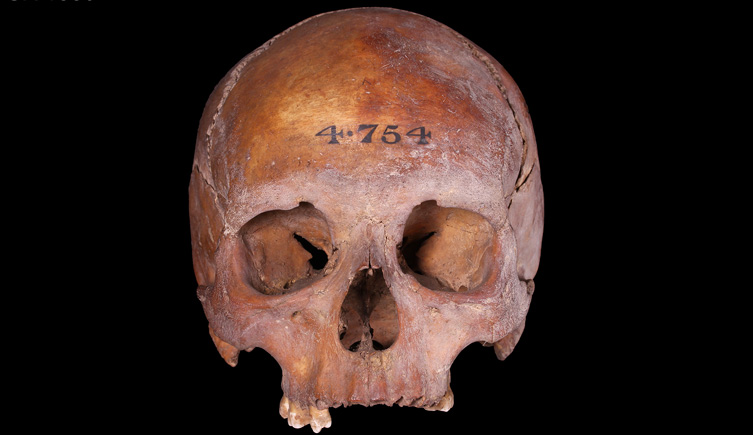 Cranium from Mayfair