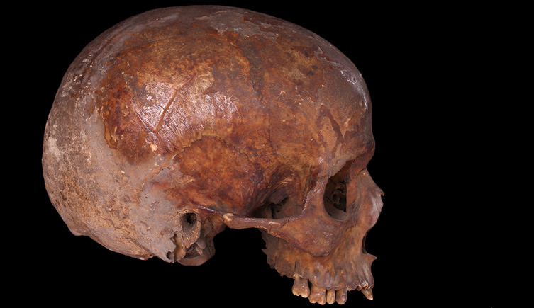 Cranium from old Whitechapel burial ground