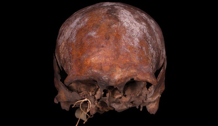 Cranium from Queen Victoria Street