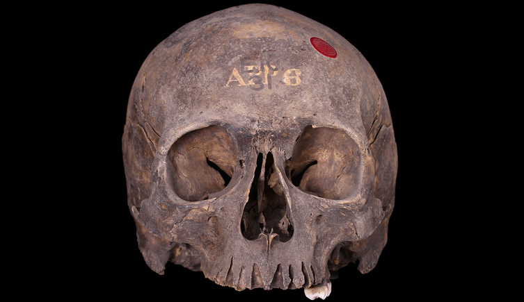 Cranium from Union Street Southwark