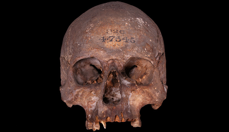Cranium from Whitehall Stairs