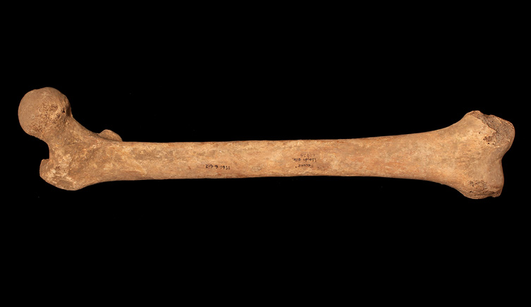 Femur found under the Lloyds Insurance Building