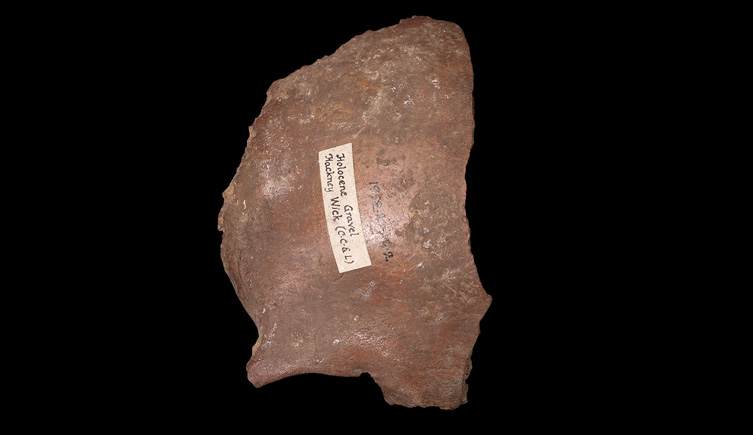 Frontal bone fragment from Hackney Wick