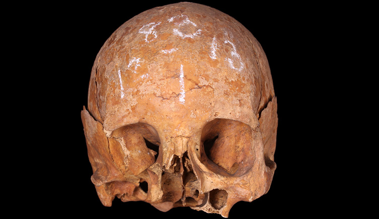 Incomplete cranium from Greenwich