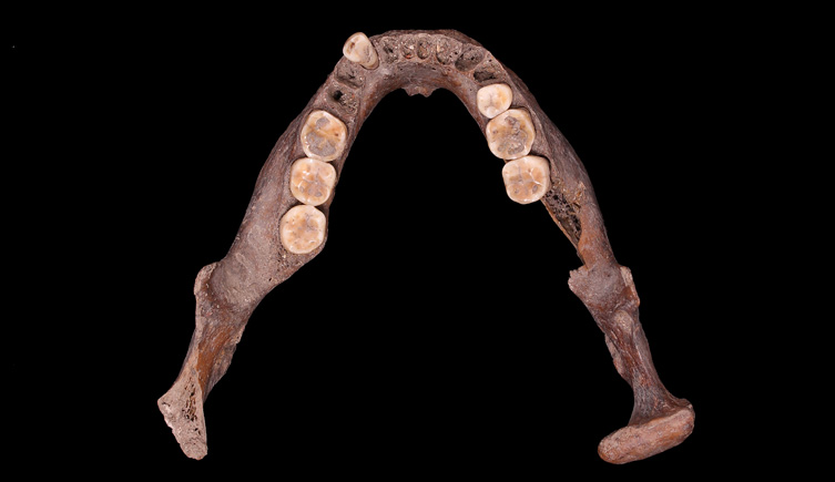 Mandible of an adult male from Savoy Chapel