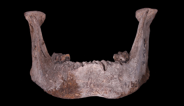 Mandible found in Finsbury Circus