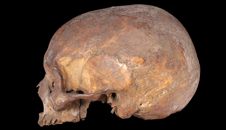 Cranium from Lady Chapel, Southwark.