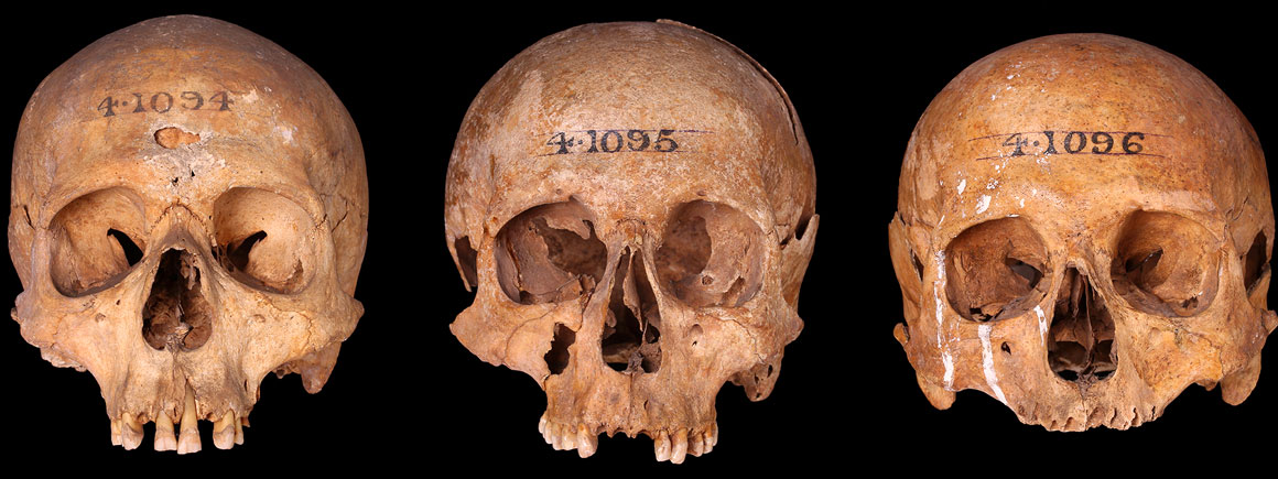 A series of skulls from Ripple Road, Barking