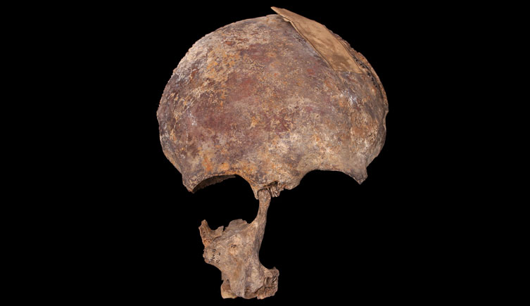 Sub-adult excavated from Old Broad Street