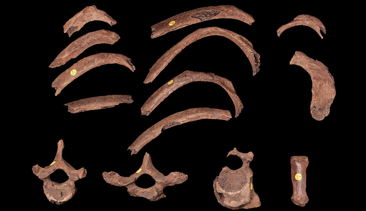 Bones from the torso, found in Westminster. 