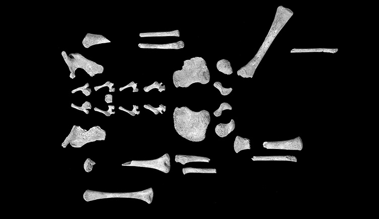Human skeleton.