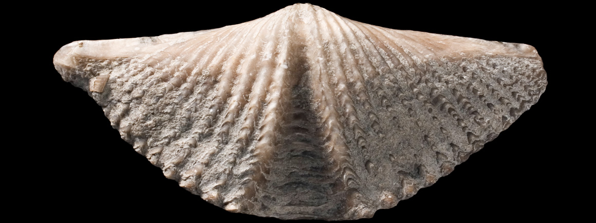 Mucrospirifer, a fossil brachiopod