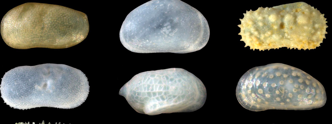 Ostracod specimens from the Museum’s collection