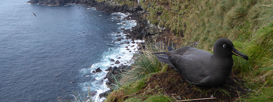 A black bird sits on an earthy nest on a high cliff with the ocean beneath it