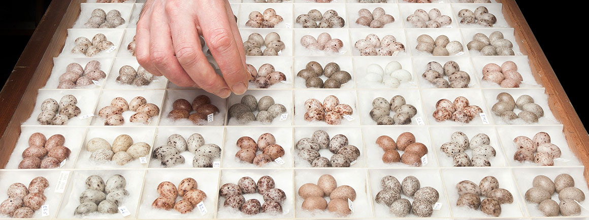 A tray of tree pipit eggs