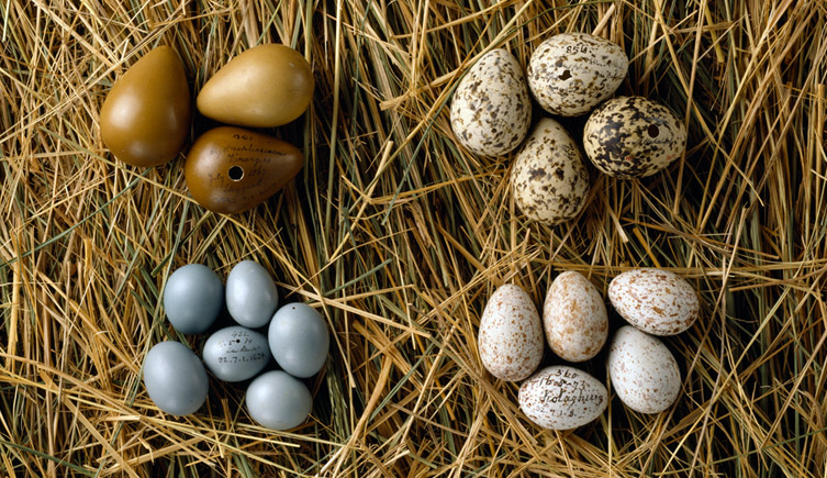 Various bird eggs from western Asia