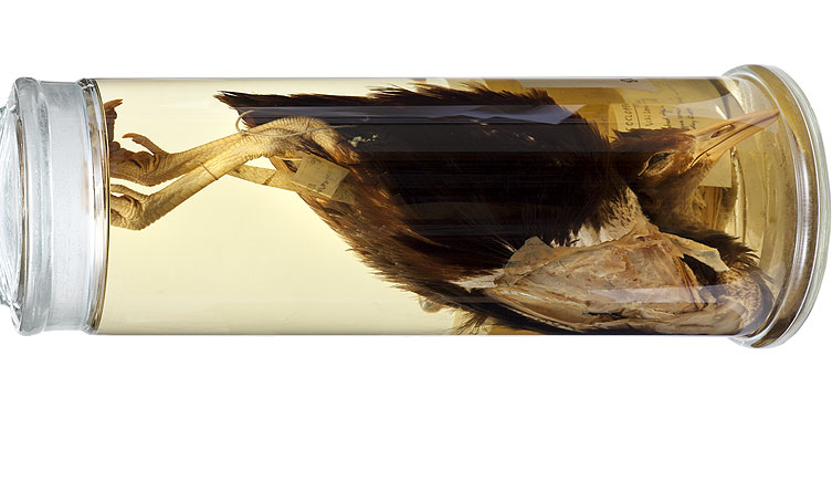 A Fijian bar-winged rail bird preserved in a jar with alcohol, placed horizontally.