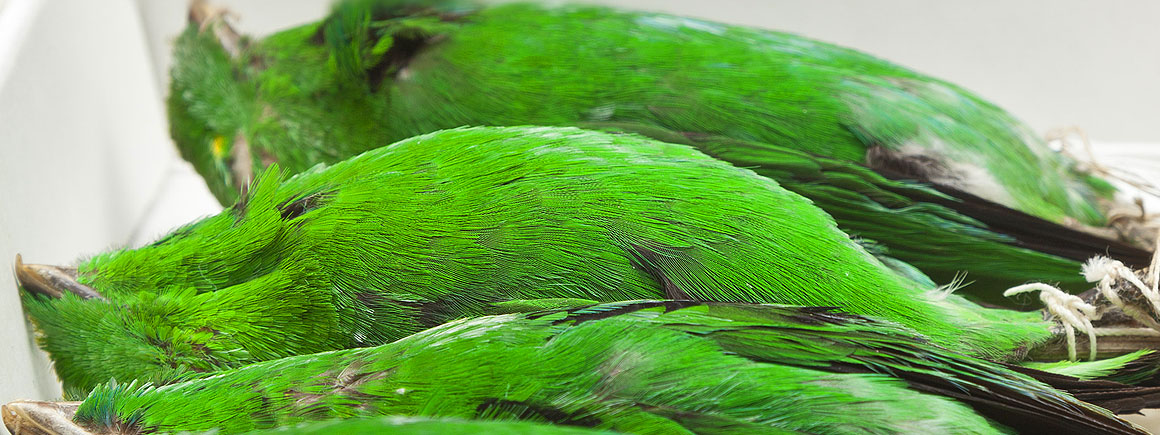 Study skins of green broadbill