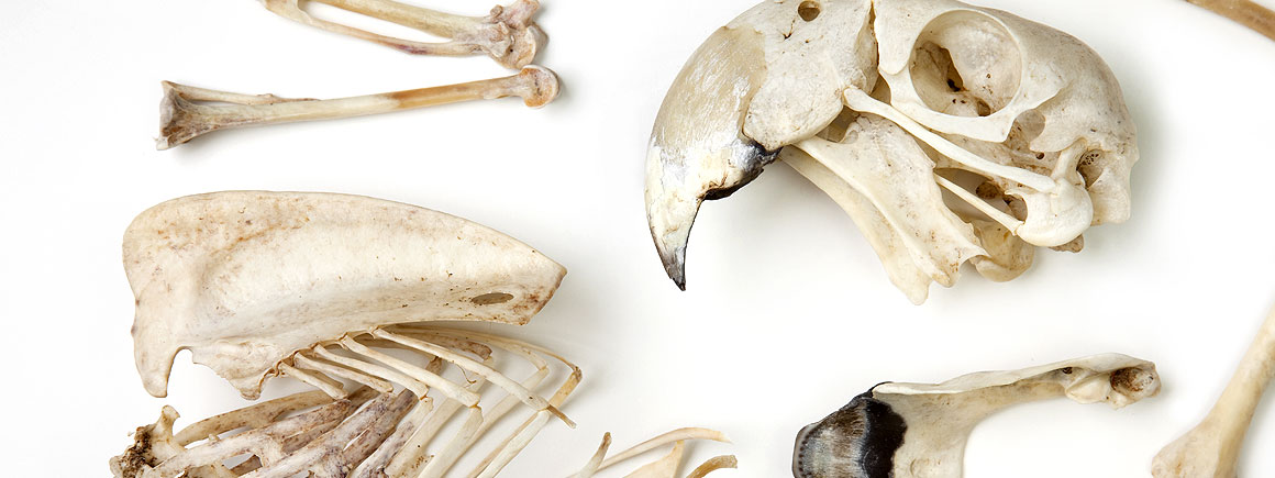 Skeleton of captive scarlet macaw, Ara macao, added to the collections in 2011