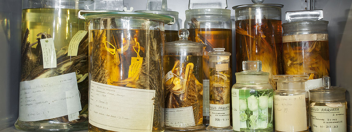 Eurasian curlew specimens