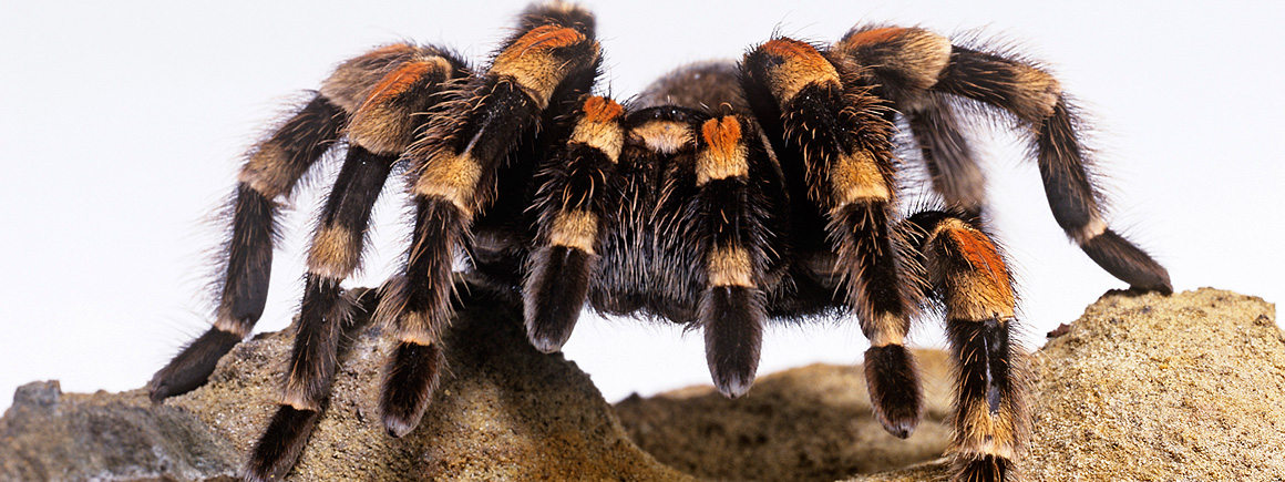 Brachypelma smithi, Mexican red-knee tarantula
