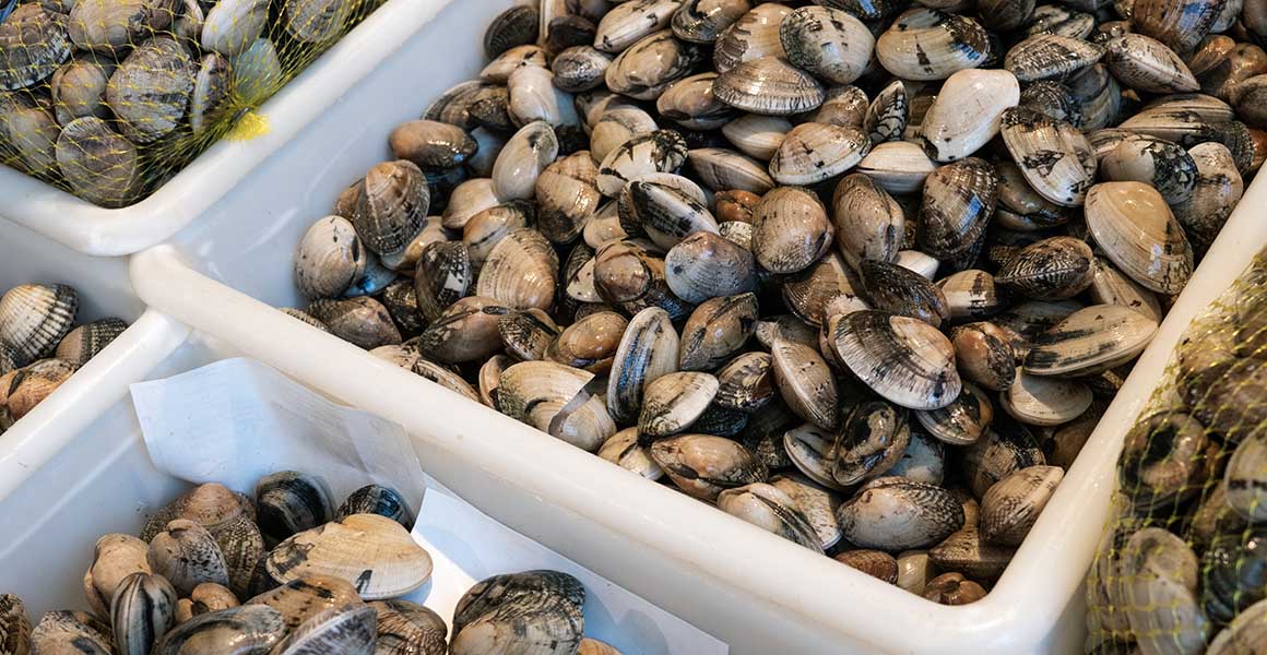 Boxes of clams ready to be sold for food. 