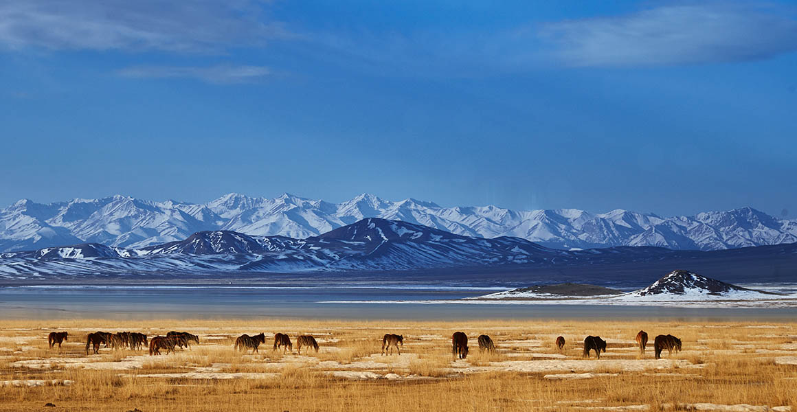 A view of the Central Asian step with horses grazing in the middle distance. 
