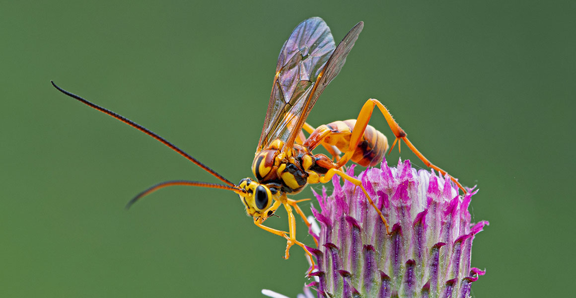 A parasitoid wasp on a flower.