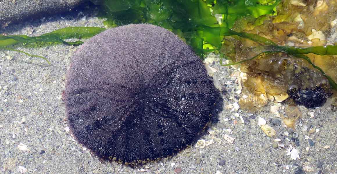 A sand dollar on the bottom of the sea. 