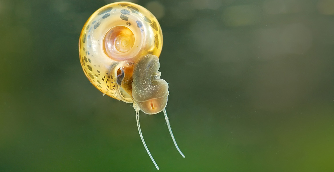 A snail crawling down the side of a tank. 