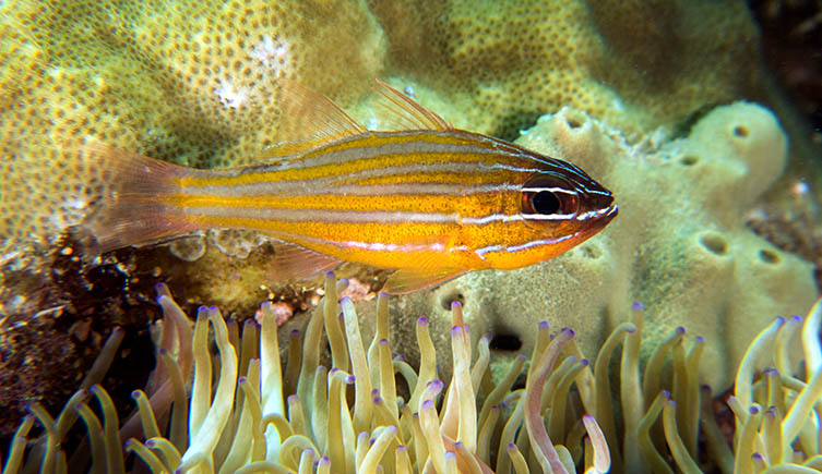 A yellow and white striped fish on a coral reef. 