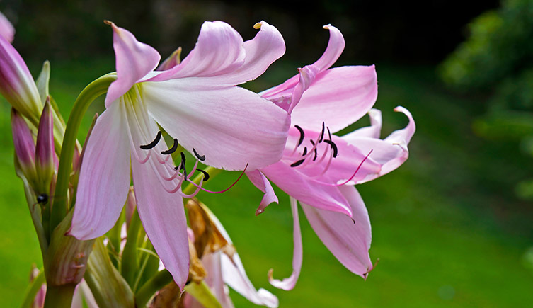 A bright pink flower on a green background.