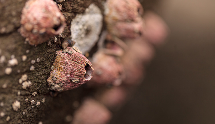A pink coloured limit on a brown surface. 