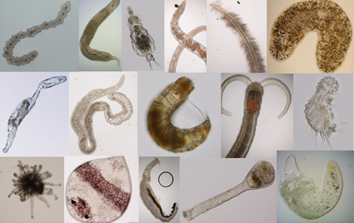A collage of different meiofauna