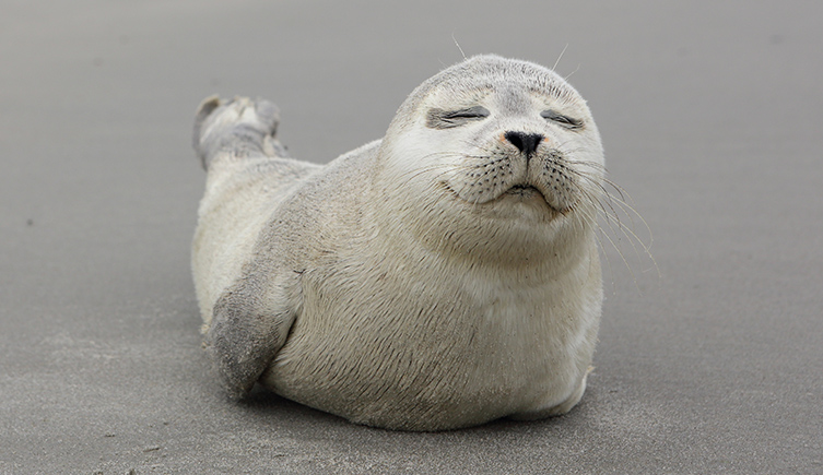 A white furred baby seal lying on a beach with a contented look on its face. 