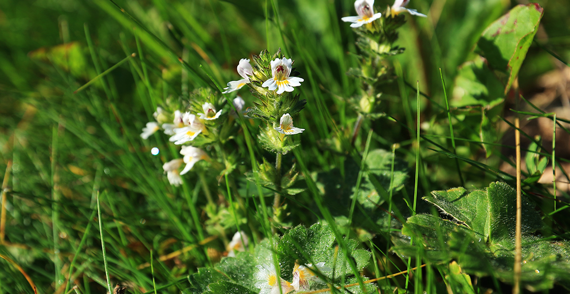 A meadow with Euphrasia