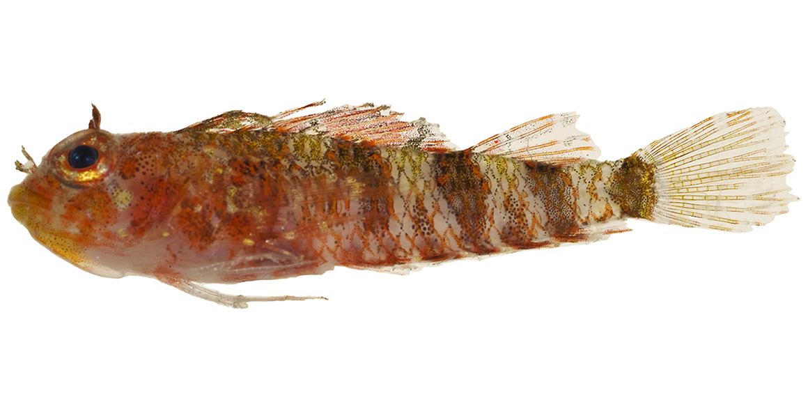 A small, orange fish against a white background