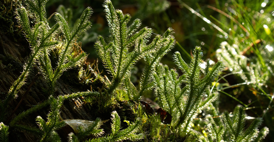 Common club moss.