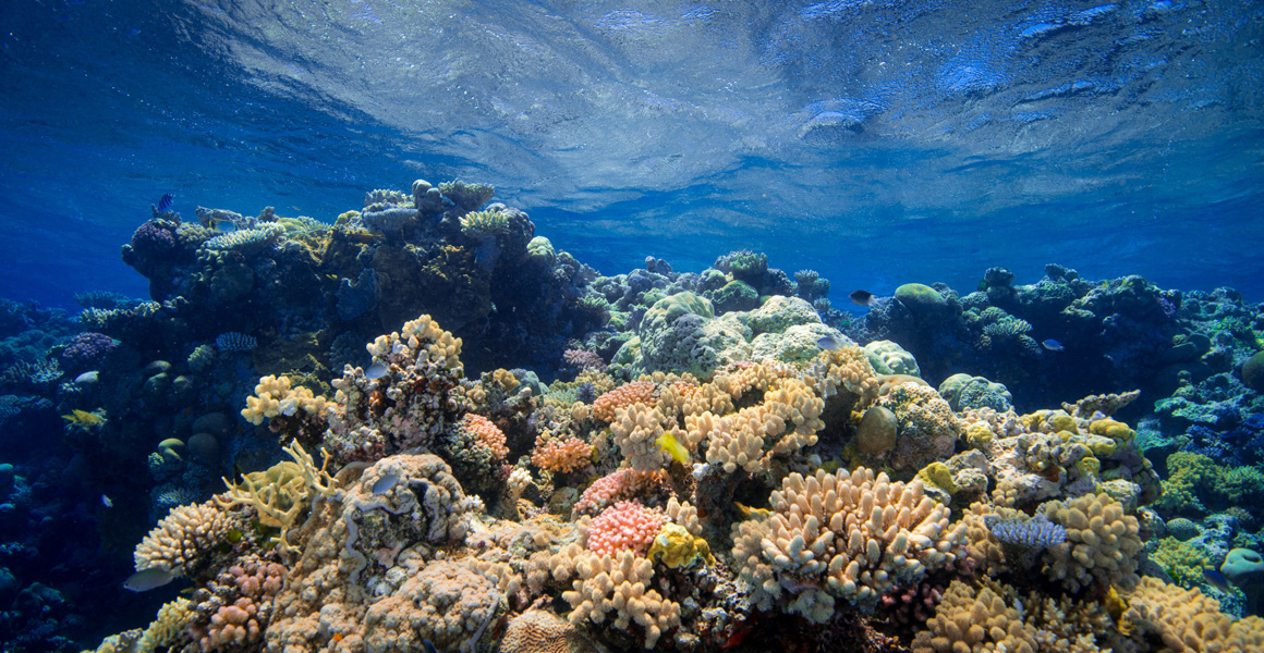 Corel reef