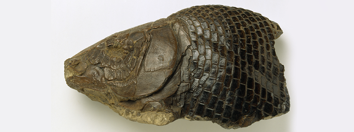 Fosillised scales and teeth of the wealden fish 