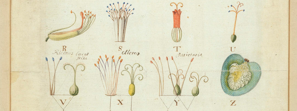 Watercolour illustration of Carl Linnaeus's classification system for plants
