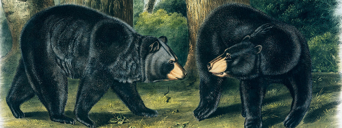 American black bear illustration