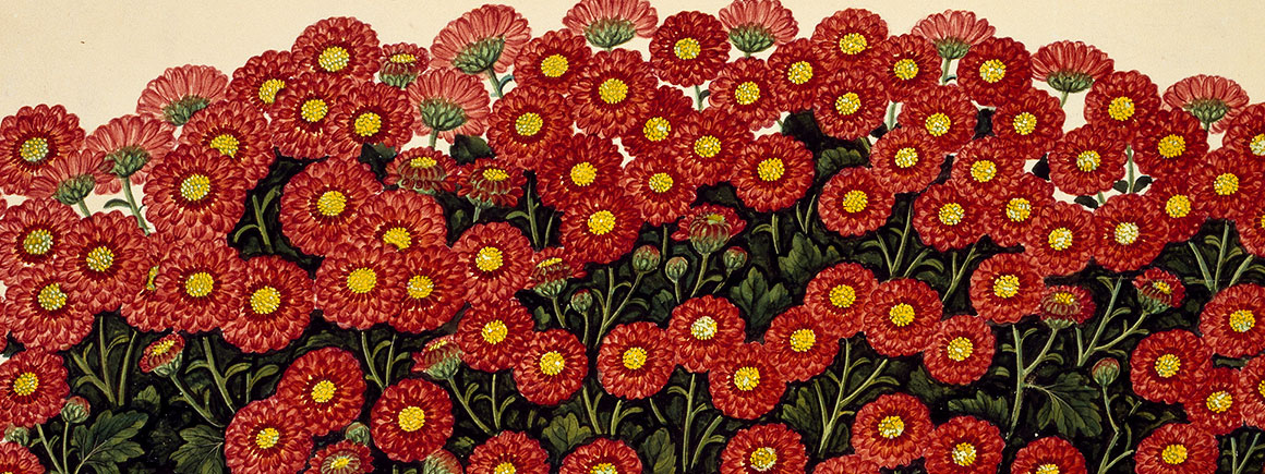 Plate 591 from the John Reeves collection 