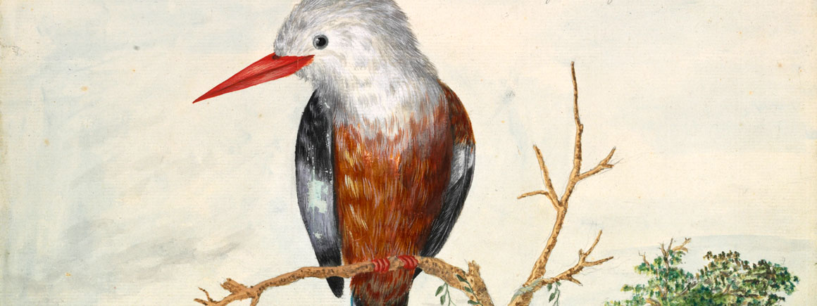 Halcyon leucocephala, grey-headed kingfisher