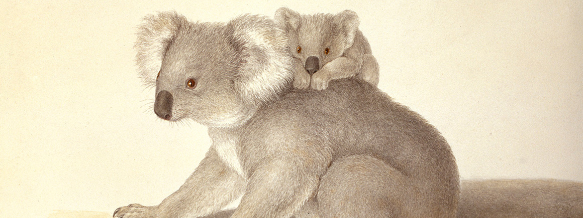 A watercolour of two koalas 