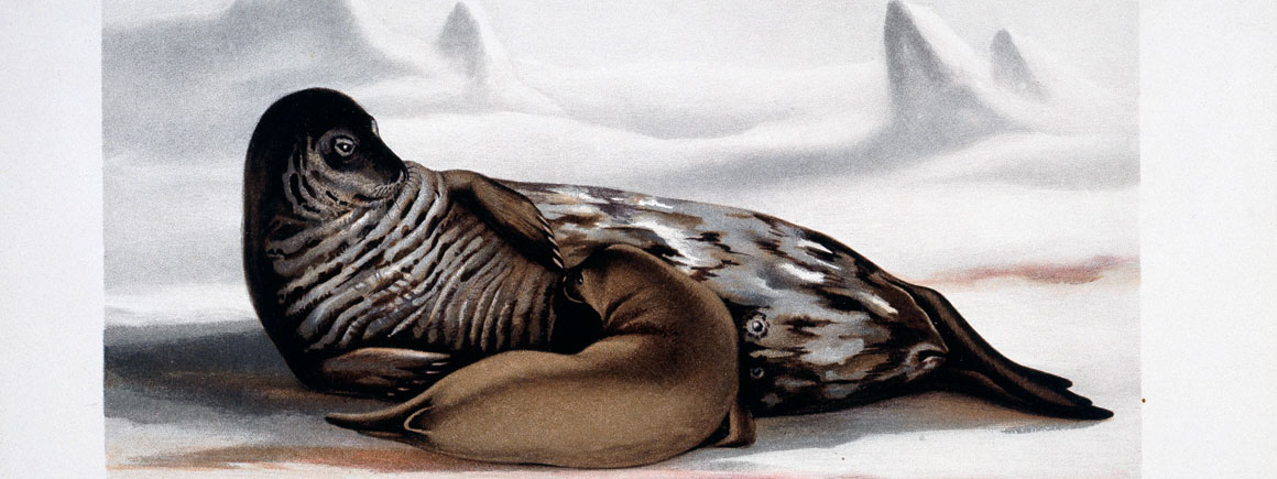 Weddell seal