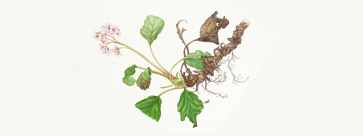 Eelephant-eared saxifrage illustration