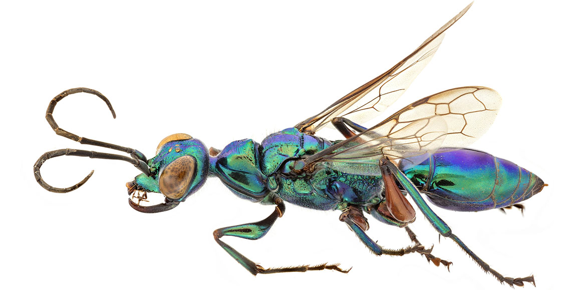 Woodwasp, christmas tree wasps