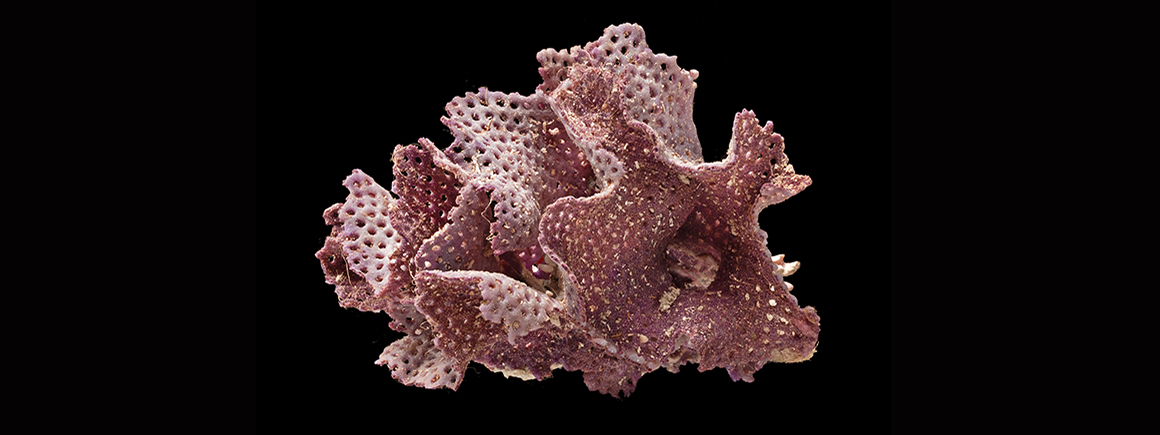 Siboga bryozoans